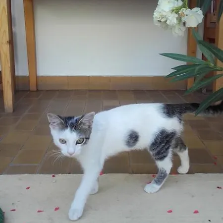 Eden Panzio فندق مبيت وإفطار