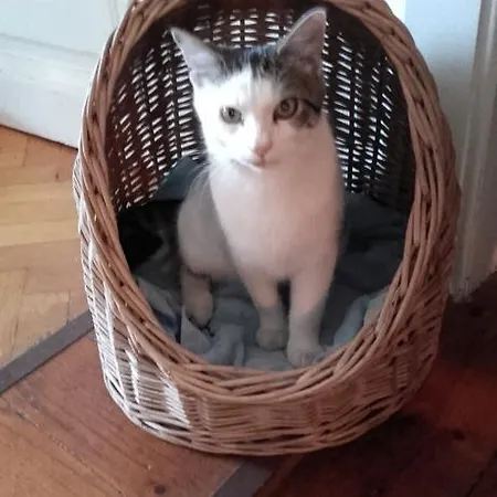 فندق مبيت وإفطار Eden Panzio 4*